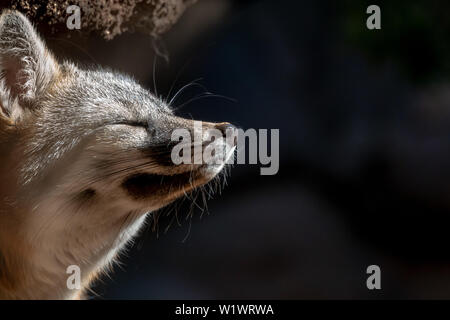 Grey Fox Close Up eyes closed asleep in sun Stock Photo