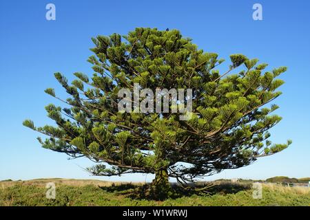 Majestic green Pine Tree against a clear blue Sky standing all alone on Griffiths Island, Port Fairy Stock Photo