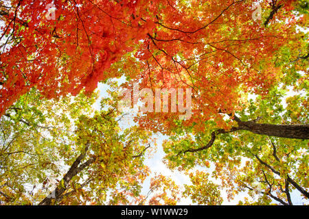 Bright colored red, yellow and green oak and maple leaves on trees in the autumn forest. Bottom view of the tops of trees. Stock Photo