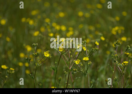 Bright yellow wildflowers in a grassy meadow. Stock Photo