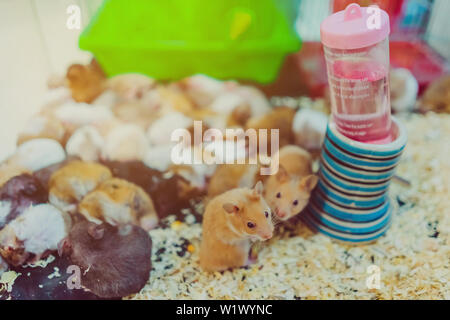 Many rats are sleeping, resting and eating in cages. Stock Photo