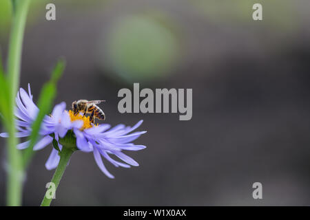 Bee sitting on an onion flower in the garden. Horizontal photography Stock Photo