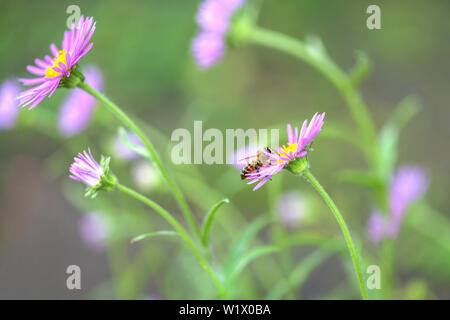 Bee on flower. Lots of purple wild flowers in the field. Horizontal photography Stock Photo