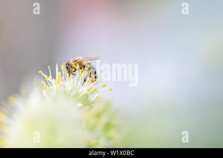 Macro.  Bee collects pollen on a white flower. Horizontal photo. Stock Photo