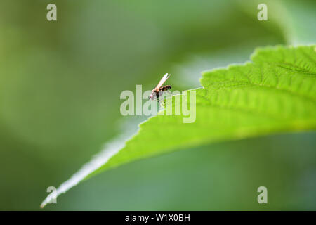 Common fly sitting on a green sheet, macro photo Stock Photo