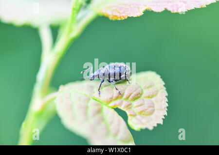 A large black weevil sits on the leaves of the plant. Horizontal photography Stock Photo