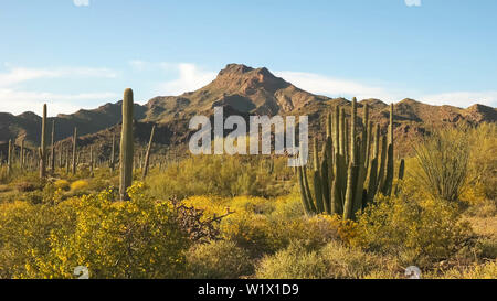 organ pipe cactus and ajo mnts in arizona, usa Stock Photo