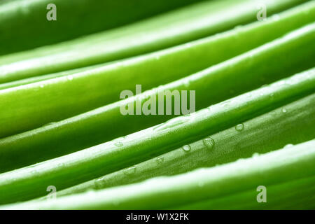 green onions on a wooden background, spices Stock Photo