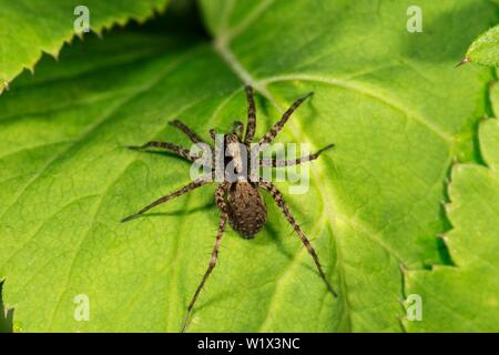 Wolf spider (Pardosa) sunbathing on a leaf, Baden-Wurttemberg, Germany Stock Photo