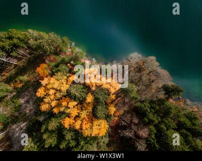 Drone shot, bird's eye view, mixed forest with yellow leaves in autumn from above, Lake Barmsee, Mittenwald, Bavaria, Germany Stock Photo