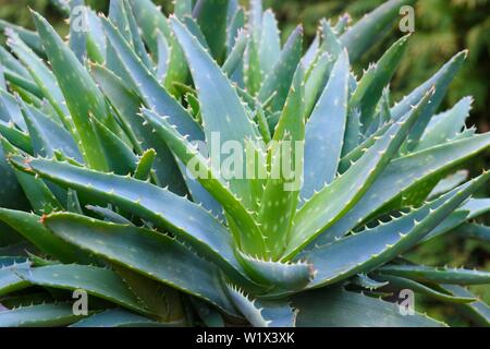 Aloe vera (Aloe vera), detail, Germany Stock Photo - Alamy