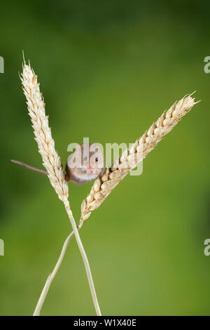 Cute harvest mice micromys minutus on wheat stalk with neutral green nature background Stock Photo