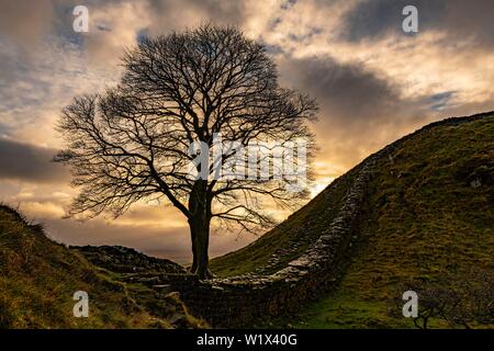 Autumn tree on a stone wall in a depression with a dramatic lighting atmosphere, Greenhead, Northumberland, Great Britain Stock Photo