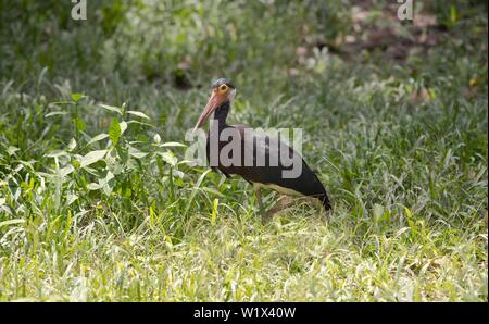 Storm's stork (Ciconia stormi) in grass on a forest clearing, rarest stork species in the world, Kinabatangan River, Sabah, Borneo, Malaysia Stock Photo
