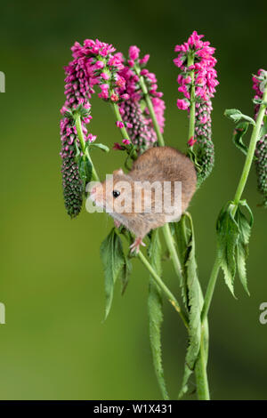 Cute harvest mouse micromys minutus on red flower foliage with neutral green nature background Stock Photo