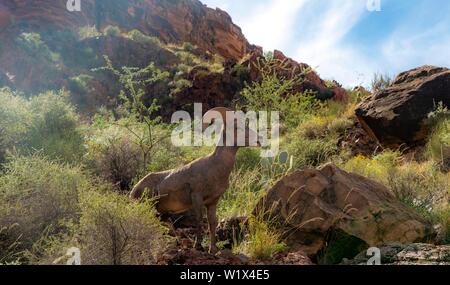 Desert bighorn sheep (Ovis canadensis nelsoni), male, Grand Canyon National Park, Arizona, USA, North America Stock Photo