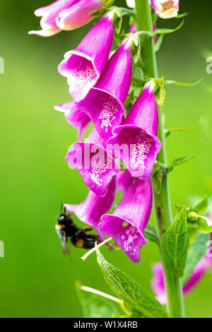 Foxglove (Digitalis purpurea), flower head showing individual flowers and differing markings on each one's bottom lobed lip. Bumble-bee (Bombus sp. ) landed bottom left. Stock Photo