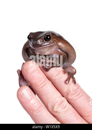 Cute brownish Australian green tree frog sitting on human hand / fingers, looking to camera. Isolated on white background. Stock Photo