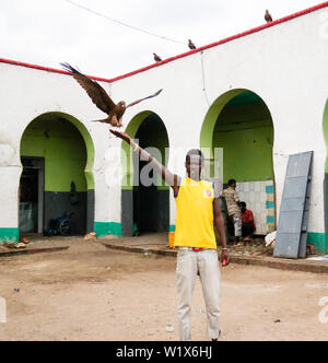 Kites feeding, national entertainment - 12 January 2016 Harar in Ethiopia Stock Photo