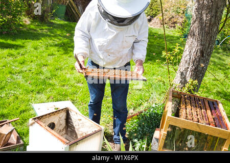 Beekeeper is looking swarm activity over honeycomb on wooden frame, control situation in bee colony. Frame with foundation with laying workers, lookin Stock Photo