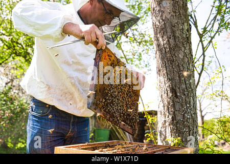 Beekeeper is looking swarm activity over honeycomb on wooden frame, control situation in bee colony. Frame with foundation with laying workers, lookin Stock Photo