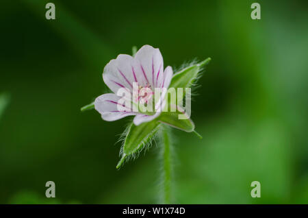 Geranium sibiricum, tiny white wild flower in the garden, macro, close up. Stock Photo
