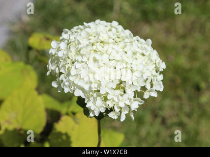 close up of Hydrangea arborescens, commonly known as smooth hydrangea, wild hydrangea, or sevenbark Stock Photo