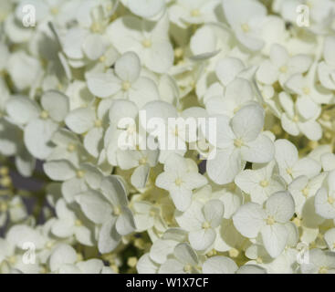 close up of Hydrangea arborescens, commonly known as smooth hydrangea, wild hydrangea, or sevenbark Stock Photo