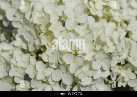 close up of Hydrangea arborescens, commonly known as smooth hydrangea, wild hydrangea, or sevenbark Stock Photo