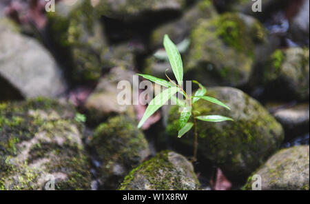 small plant tree growing on the rock stone near the stream river nature , selective focus Stock Photo