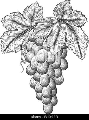 Grapevine sketch isolated on white background. Fresh ripe grape hand ...