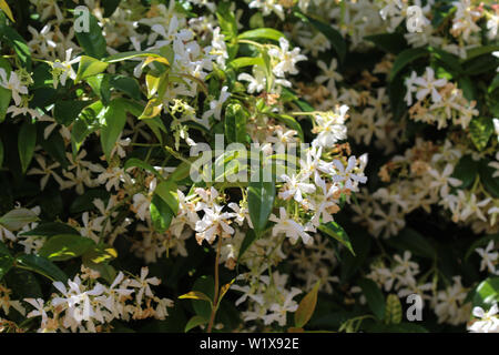 close up of Trachelospermum jasminoides, Common names include confederate jasmine, southern jasmine, star jasmine, confederate jessamine, and Chinese