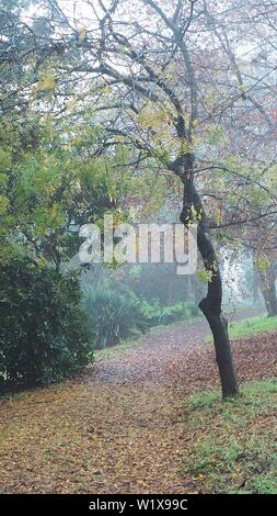 In a large garden on a drizzling winter day, a Gleditsia triacanthos (honey locust tree) hovers over a wide path of fallen leaves Stock Photo