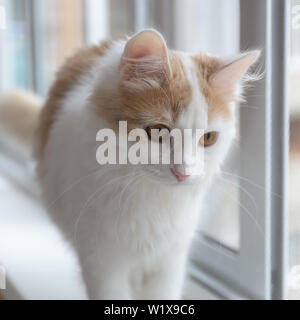 Beige white cat looking out the window. Walking on the windowsill. Stock Photo