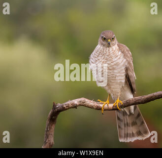The Eurasian Sparrowhawk, accipiter nisus in forest in the beautiful colorful autumn environment. Pretty colorful contrasting backround with nice boke Stock Photo