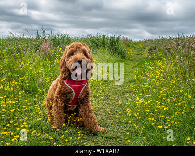 Cuillin the cockapoo sitting on a path in a field of wild flowers during his lunchtime walk Stock Photo