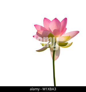 Nelumbo nucifera aka Indian or Sacred lotus. Pink flower viewed from underneath reaching upwards, isolated on white. Stock Photo