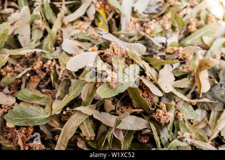 Dried linden flowers Stock Photo