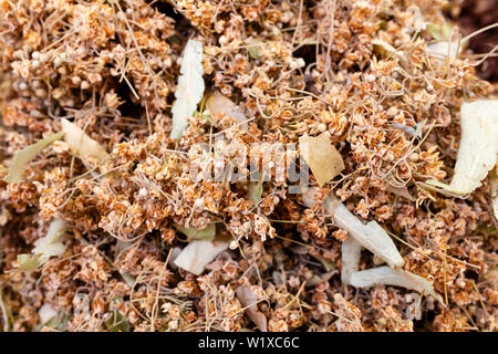 Dried linden flowers Stock Photo