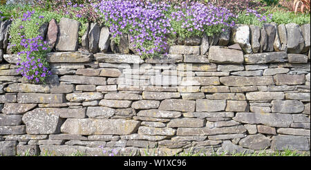 Drystone retaining wall and Aubretia flowers, Alva, Clackmannanshire, Scotland. Stock Photo