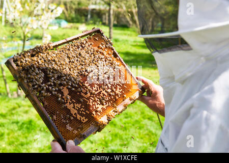 Beekeeper is looking swarm activity over honeycomb on wooden frame, control situation in bee colony. Frame with foundation with laying workers, lookin Stock Photo