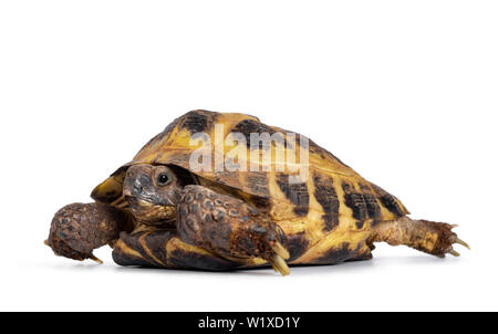 Detailed shot of a Russian Tortoise / turtle, laying /  moving side ways. Looking at camera. Isolated on a white background. Stock Photo