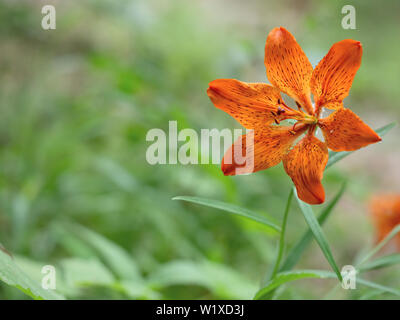 Lilium bulbiferum growing wild in Italy where it is known as Giglio di San Giovanni - St John's lily. Aka orange, fire or tiger lily Stock Photo