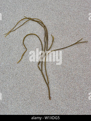 Seaweed on sand.  Achnahaird beach, Coigach, Wester Ross, Highland, Scotland. Stock Photo