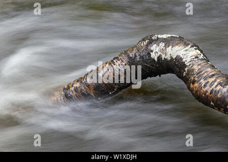 Silver Birch tree trunk lying in fast flowing stream, Assynt, Sutherland, Highland, Scotland Stock Photo