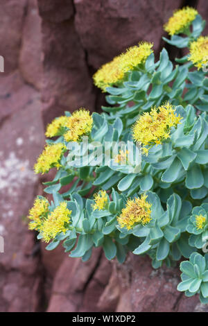 Roseroot.  Rhodiola rosea, Assynt, Sutherland, Highland, Scotland Stock Photo