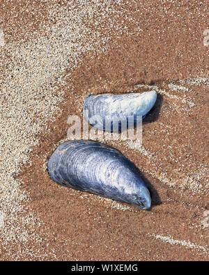 Mussel shell on sandy beach, Grunaird Bay, Wester Ross, Highland, Scotland Stock Photo