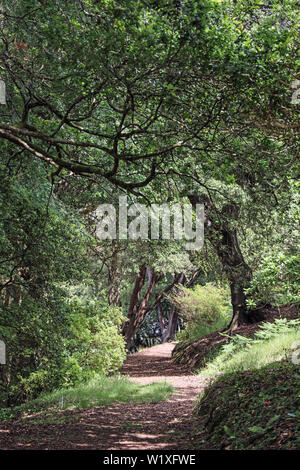 Anthony Woodlands, Torpoint Cornwall. A pathway through the woods, beside the River Lynher Stock Photo