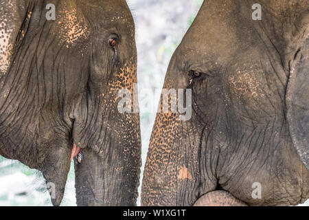 Two asian elephants close up in Thailand