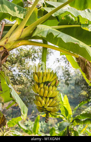 Bananas on a banana tree Stock Photo